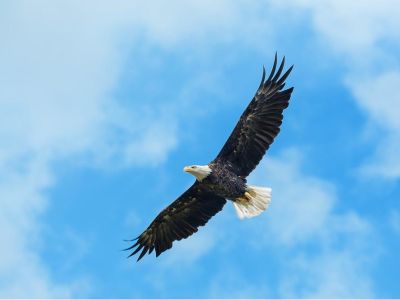 国务院关税税则委员会：调整对原产于美国的进口商品加征关税措施