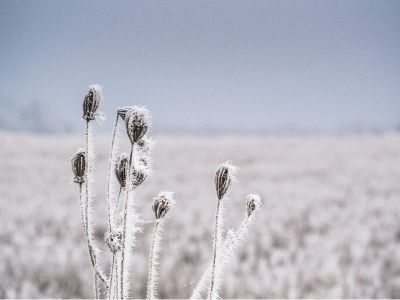 习近平同美国总统特朗普通电话