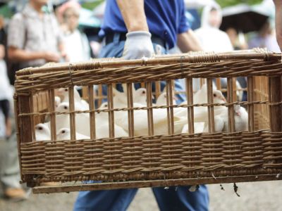 “影子主席”效应浮现？交易员大举押注鲍威尔卸任后美联储将迅速降息