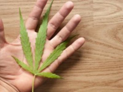 特朗普或大幅放宽大麻限制，大麻股暴涨