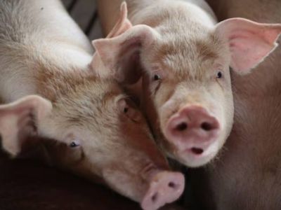 商务部：自12月17日起 对原产于欧盟的进口相关猪肉及猪副产品征收反倾销税