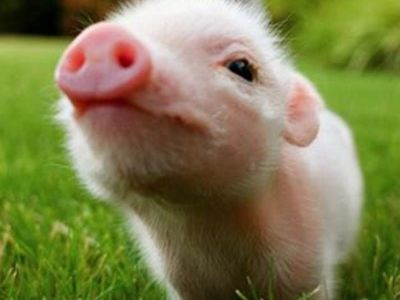 国家统计局：2025年12月下旬生猪（外三元）价格环比上涨1.7%