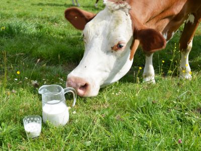 农业农村部专题研究部署稳定肉牛生产 加快奶业纾困工作