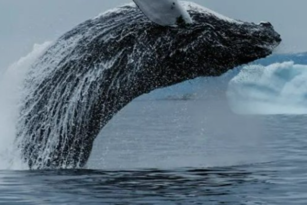 玩转“金银铜”，“北京大空头”横空出世