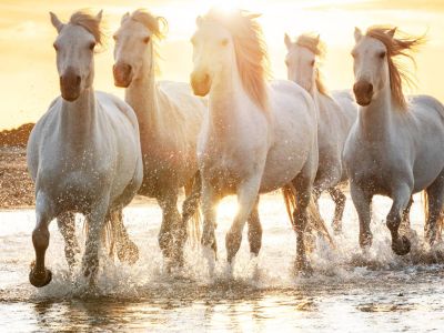 美股财报电话会现状：“AI风险”讨论翻倍，公司必须“自证清白”，投资者“先卖再问”