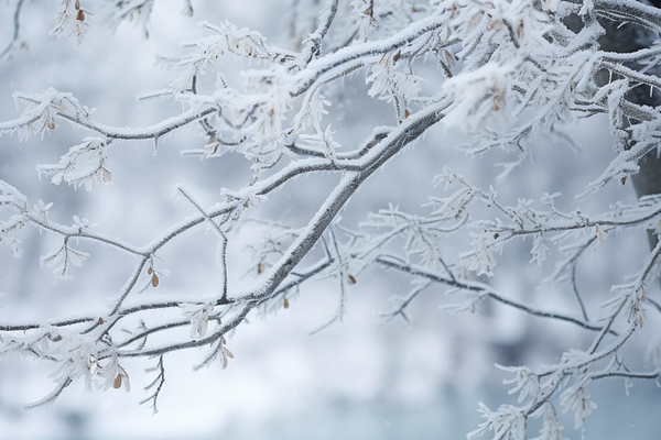 “还记得格陵兰岛吗？”美伊停火之际，特朗普再次将矛头指向格陵兰