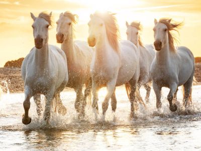 “大空头”Burry增持英伟达看跌期权，买入京东(JD.US)和阿里巴巴(BABA.US)股票