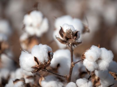 油价飙升与减产预期共振 对冲基金时隔两年重拾棉花多头押注