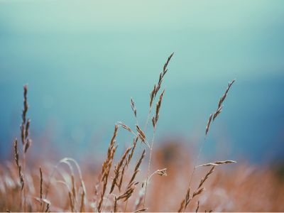 波士顿联储主席支持暂时维持利率不变 警告通胀若未持续降温或需很快加息